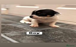 Chihuahua dogs for sale: Chihuahua puppies  - Image 2