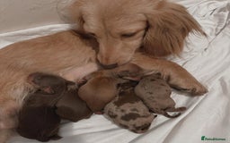 Miniature Dachshund dogs for sale: Beautiful Miniature Dachshunds Dapple Choc & cream - Image 12