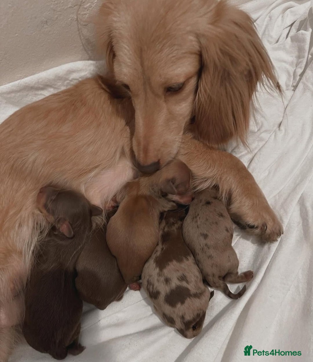 Miniature Dachshund dogs for sale: Beautiful Miniature Dachshunds Dapple Choc & cream - Image 12