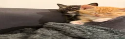 Mixed Breed cats for sale: Maine coon mixed kitten clever and very very sweet in Chelmsford - Advert 27
