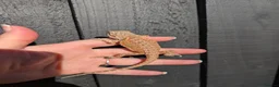Bearded Dragon reptiles for sale: Baby bearded dragons - Advert 14