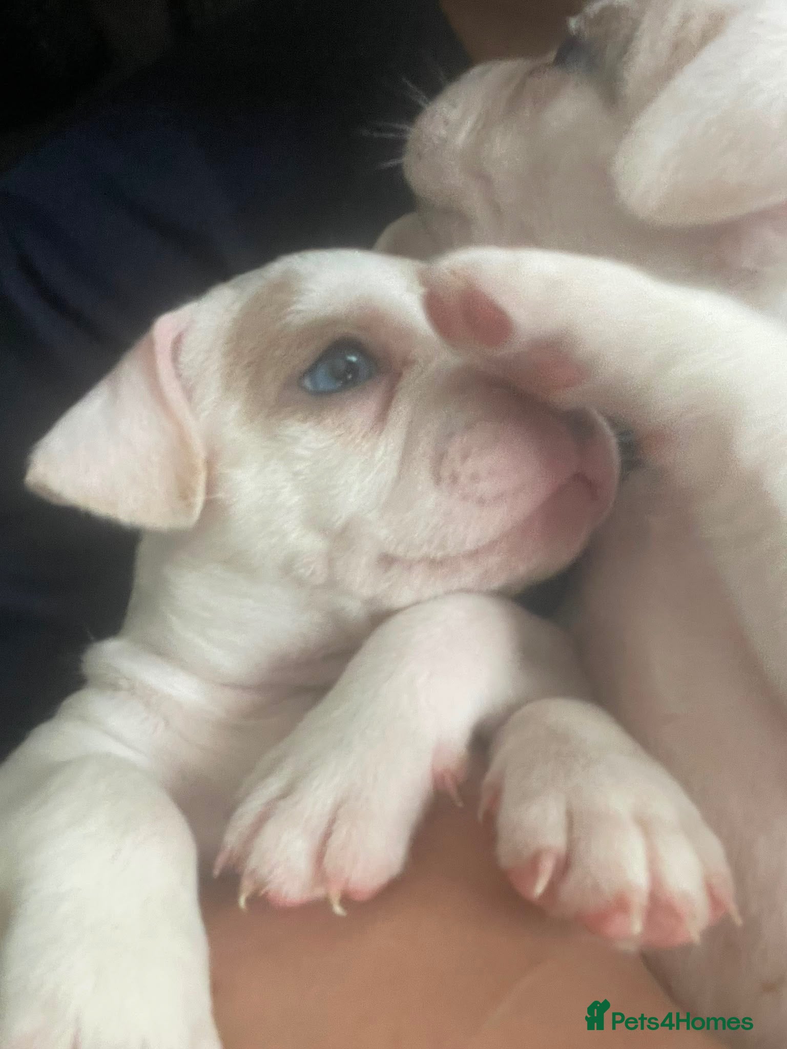 Mixed Breed dogs French bulldog x American bulldog  - Advert 1