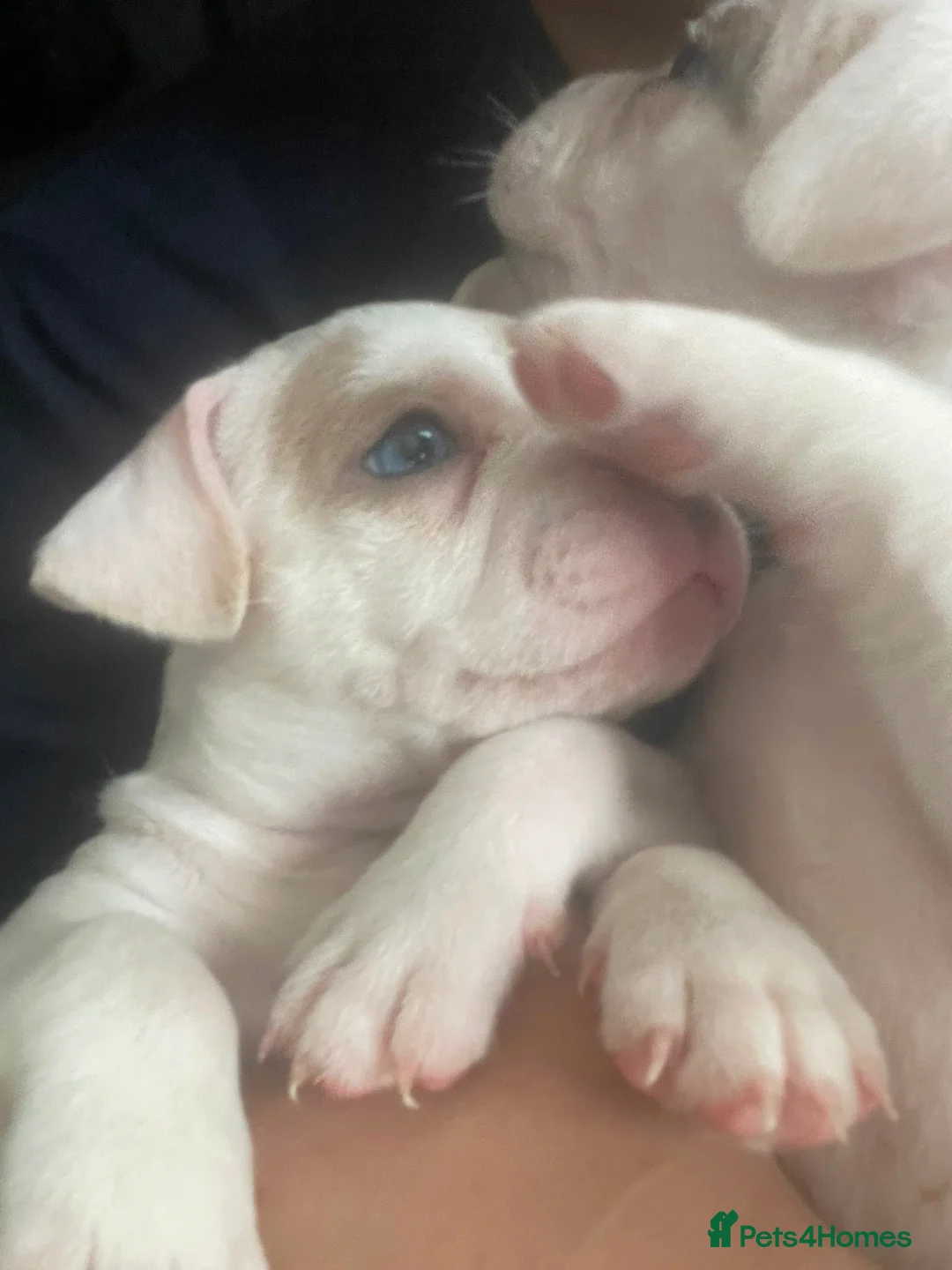 Mixed Breed dogs for sale: French bulldog x American bulldog  - Advert 1
