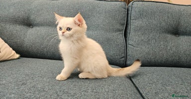 Scottish Fold cats - Advert 10