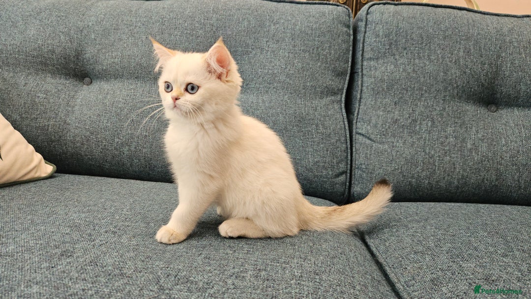 Scottish Fold cats for sale: Excellent Scottish straight kittens  - Image 3