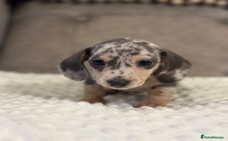 Miniature Dachshund dogs KC blue & cream dapple miniatu dachshunds last boy - Advert 4