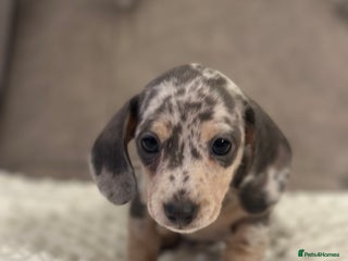 Miniature Dachshund dogs KC blue & cream dapple miniatu dachshunds last boy - Advert 17