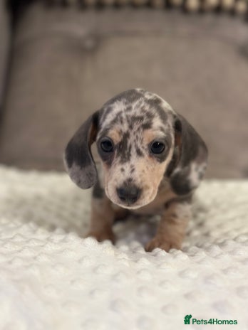 Miniature Dachshund dogs KC blue & cream dapple miniatu dachshunds last boy - Advert 4