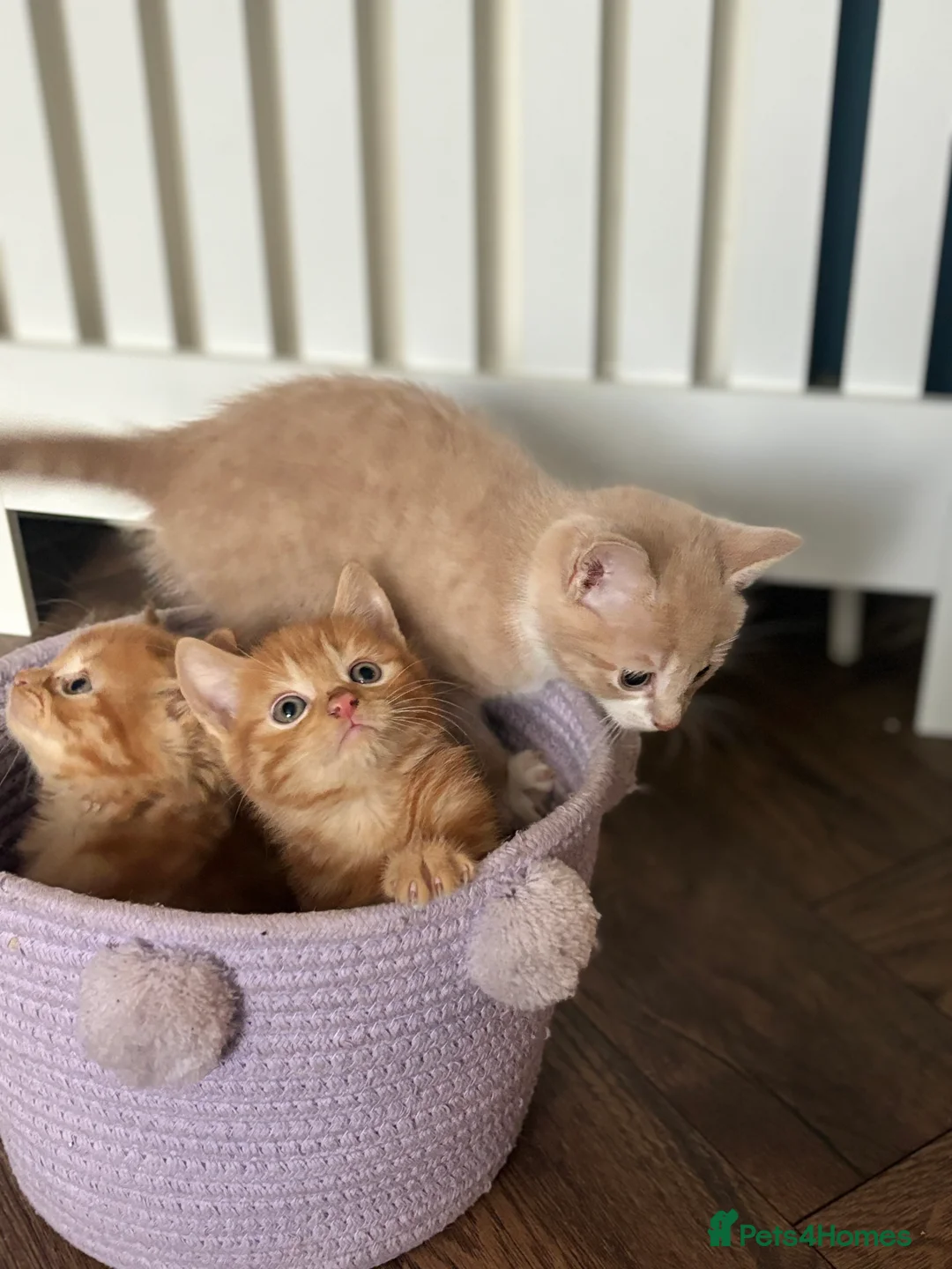 Mixed Breed cats for sale: 3 ginger kittens  - Advert 1