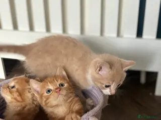 Mixed Breed cats 3 ginger kittens - Advert 1
