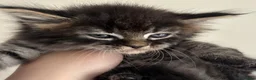 Mixed Breed cats for sale: Beautiful Male Maine Coon Mix Kitten - Advert 3