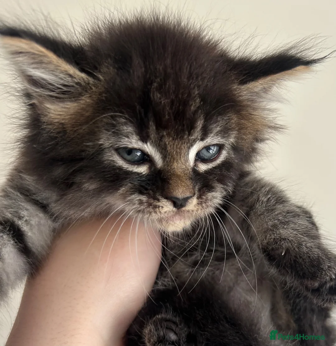 Mixed Breed cats for sale: Beautiful Male Maine Coon Mix Kitten - Advert 3