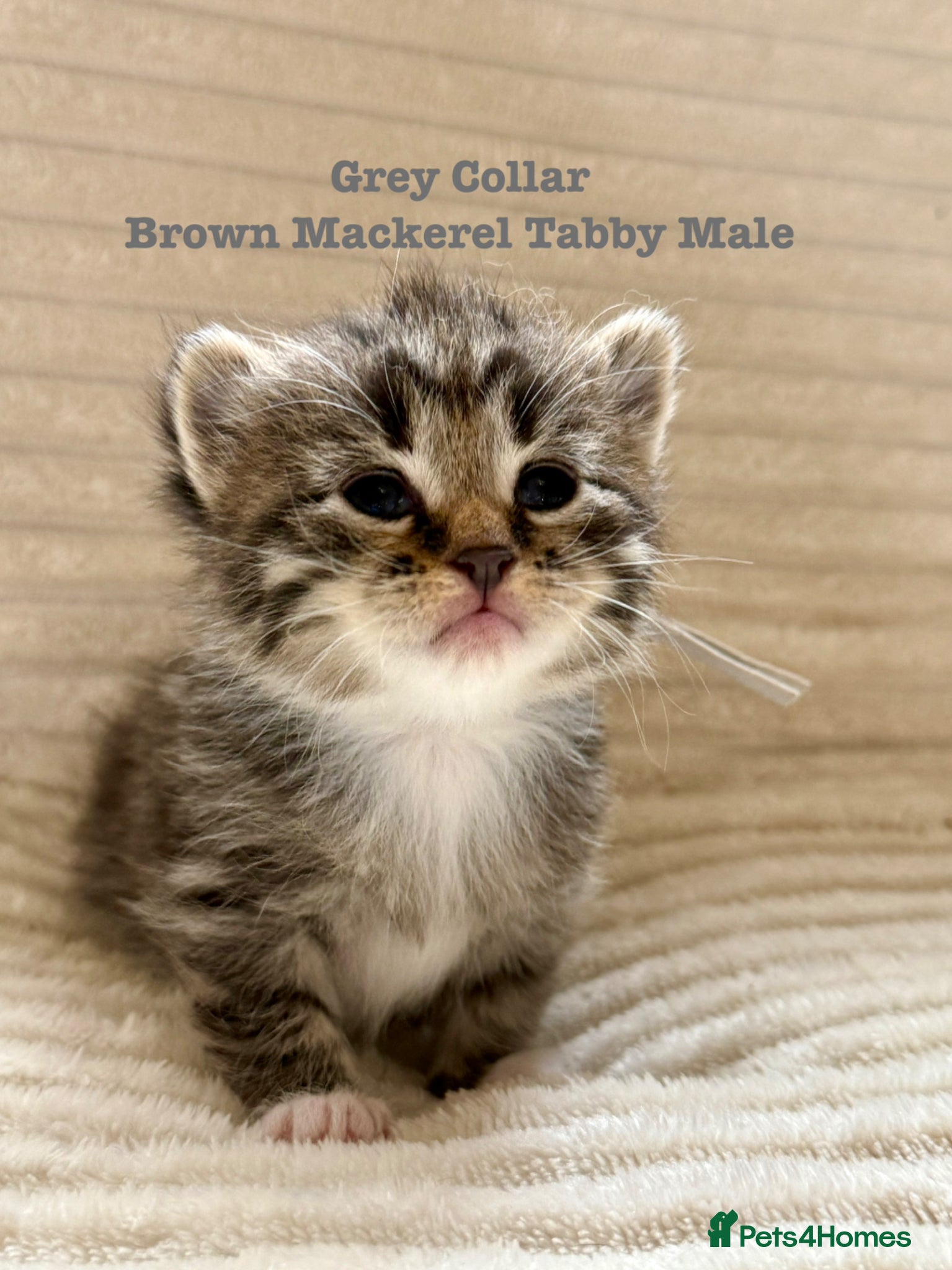 Siberian cats Really pretty Pedigree Siberian kittens - Advert 2