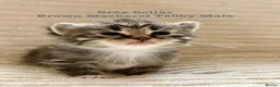 Siberian cats for sale:  pretty Pedigree Siberian kittens 1 Female Left - Advert 3