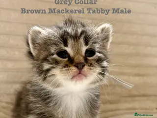 Siberian cats Really pretty Pedigree Siberian kittens - Advert 2