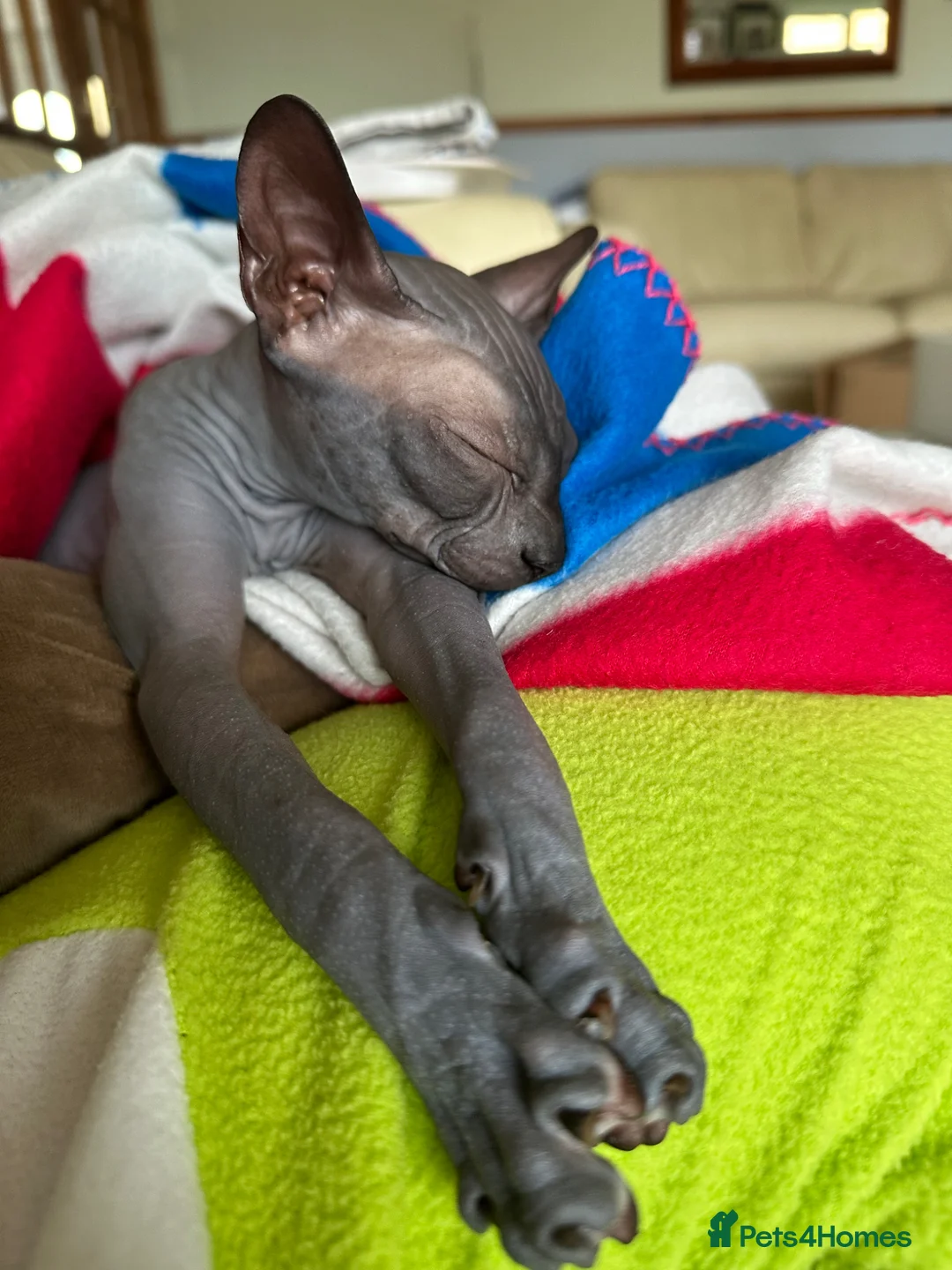 Sphynx cats for sale: Female hairless kitten  in Cambridge - Advert 7
