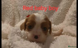 Cavalier King Charles Spaniel dogs for sale: Health tested Cavalier King Charles  - Image 13