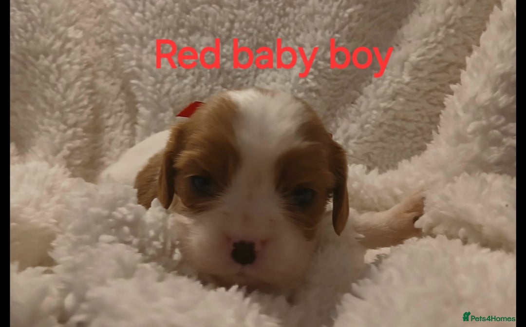 Cavalier King Charles Spaniel dogs for sale: Health tested Cavalier King Charles  - Image 13