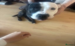 Mixed Breed dogs for sale: Male staffy 1 years old  - Image 2