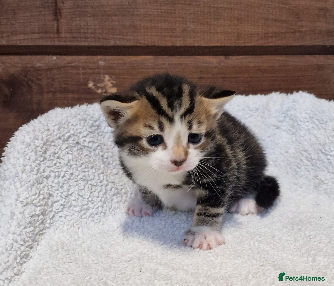 Mixed Breed cats for sale: 3 Gorgeous Kittens - Advert 18