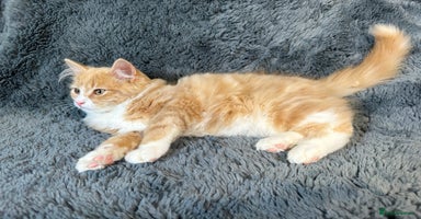 Mixed Breed cats - Advert 12