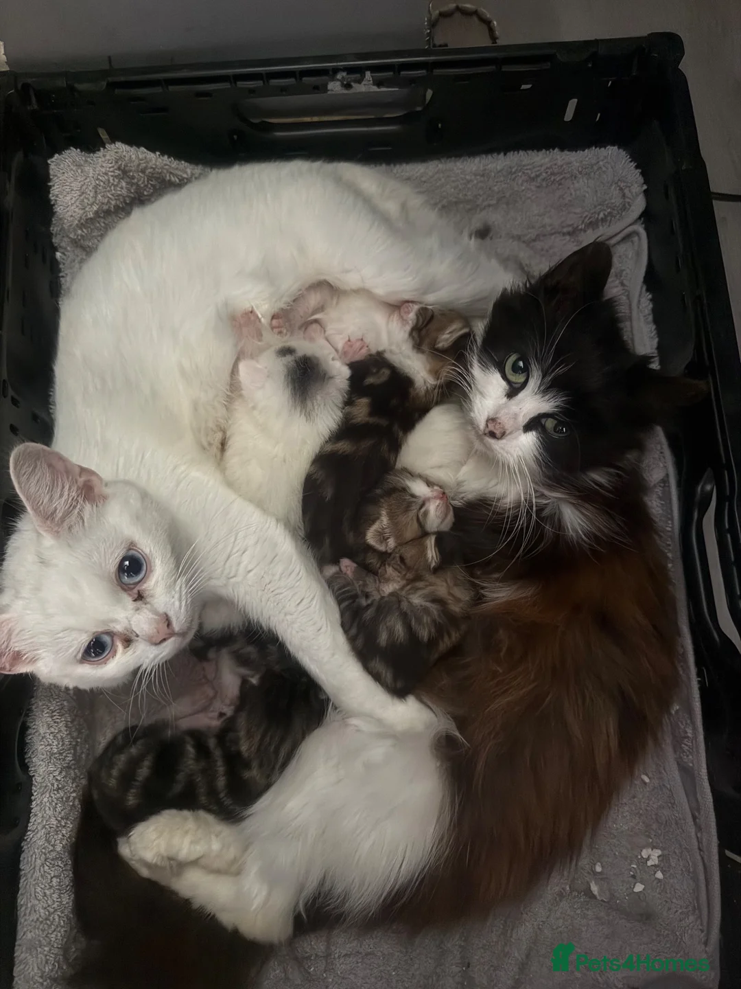 Mixed Breed cats for sale: 4x tabby kittens 3x white and grey kittems - Advert 7