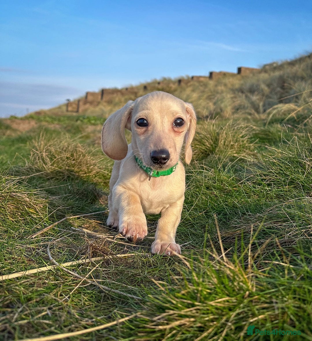 Miniature Dachshund dogs for sale: Cream miniature dachshunds  - Advert 32