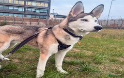 Siberian Husky dogs for sale: ASAP beautiful husky/malamute boy - Image 4