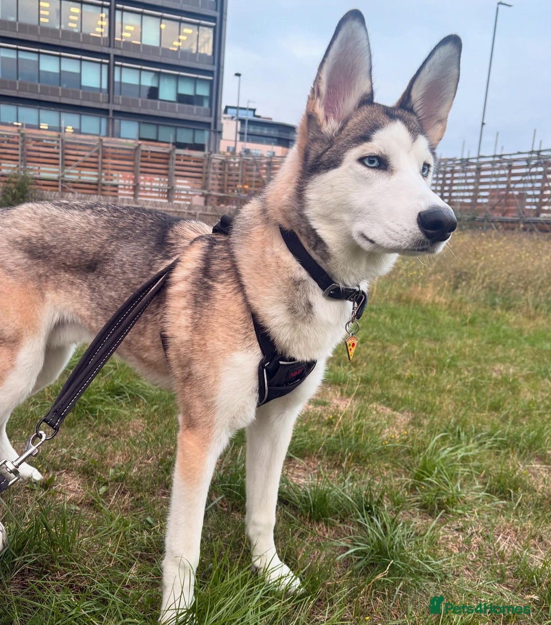 Siberian Husky dogs for sale: ASAP beautiful husky/malamute boy - Image 4