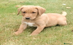 Labrador Retriever dogs for sale: Labrador pups for sale ready now!! - Image 4