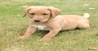 Labrador Retriever dogs - Advert 11