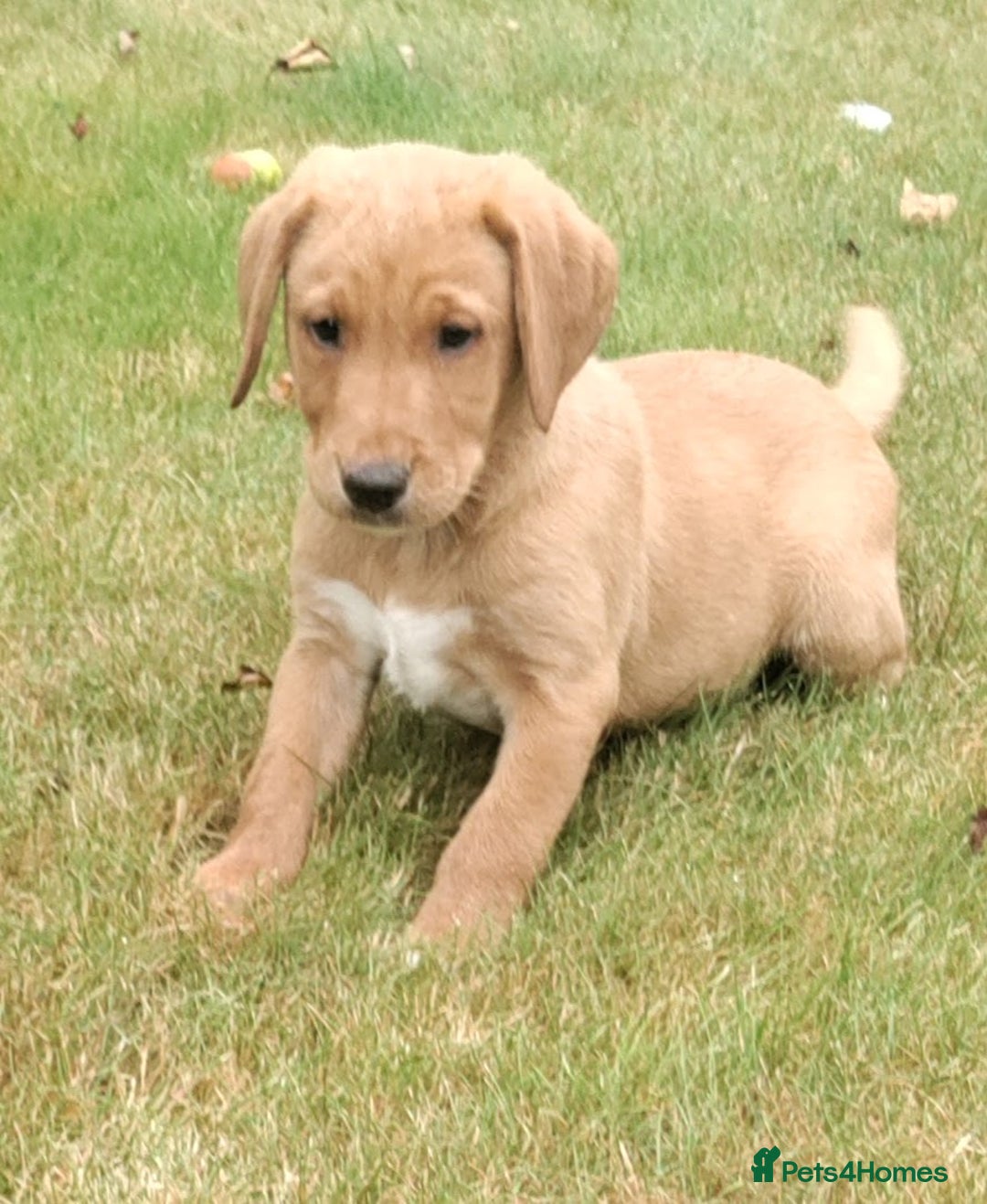 Labrador Retriever dogs for sale: Labrador pups for sale ready now!! - Image 4