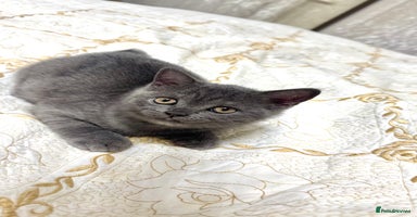 Scottish Fold cats Scottish straight ears last cute kitten 🐾  - Advert 6