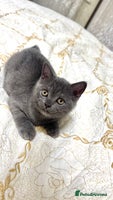 Scottish Fold cats Scottish straight ears last cute kitten 🐾 - Advert 2