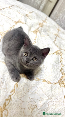 Scottish Fold cats - Advert 11