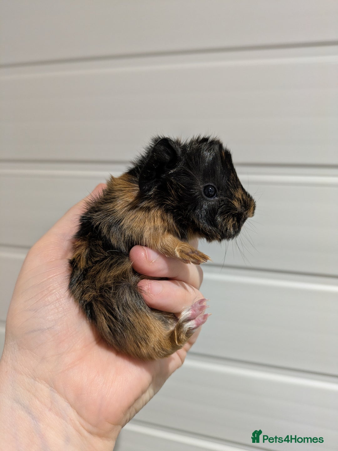 Guinea Pig rodents for sale: Guinea pigs location Dagenham Essex  - Advert 5