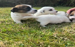 Jack Russell dogs for sale: Pedigree Jack Russell Puppies  - Image 33