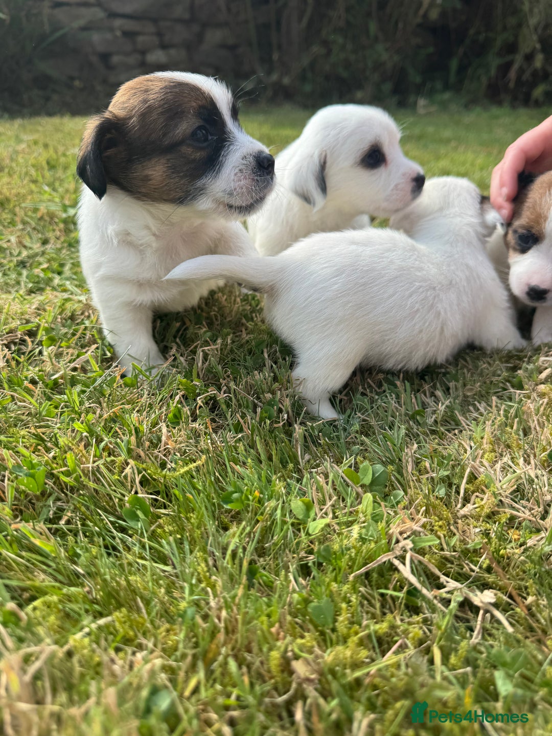 Jack Russell dogs for sale: Pedigree Jack Russell Puppies  - Image 33