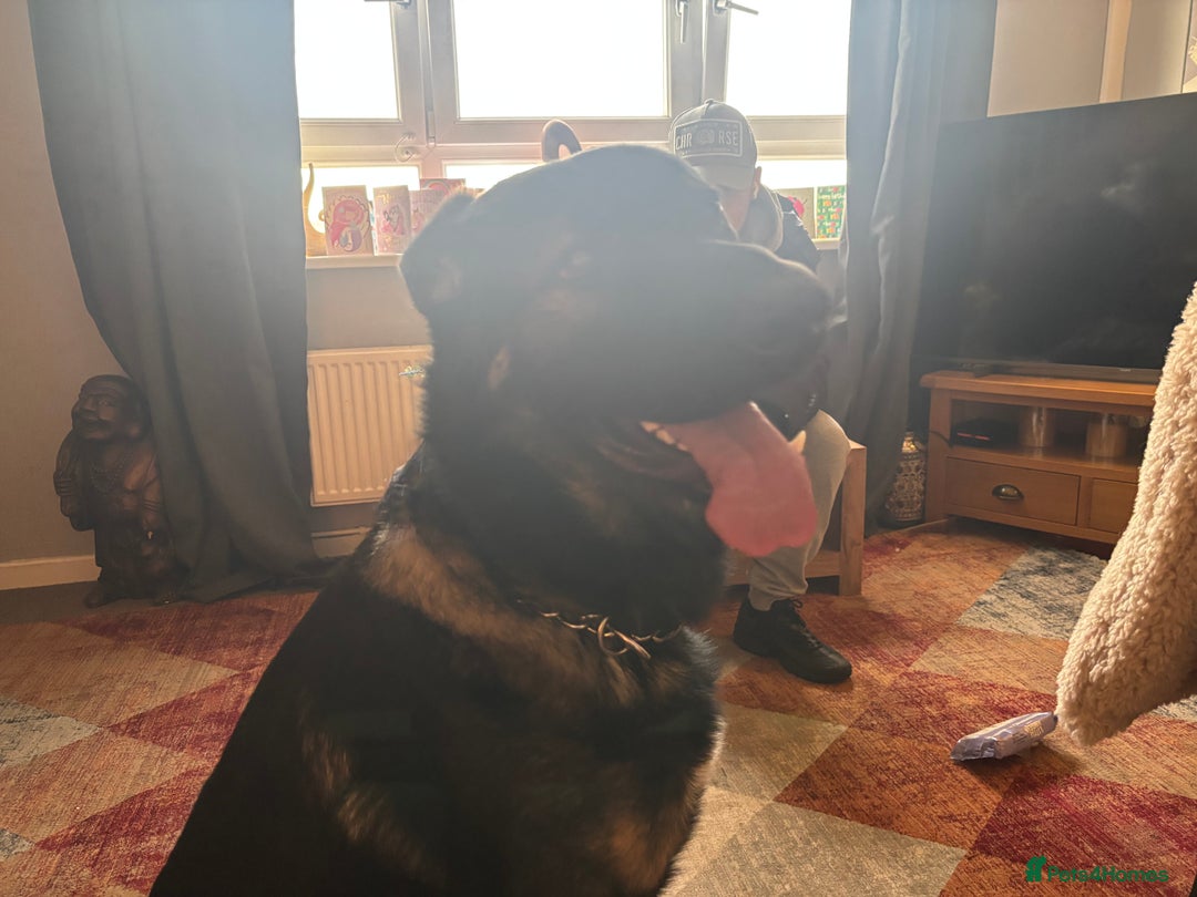 Mixed Breed dogs for sale: Beautiful Tyson - Image 2