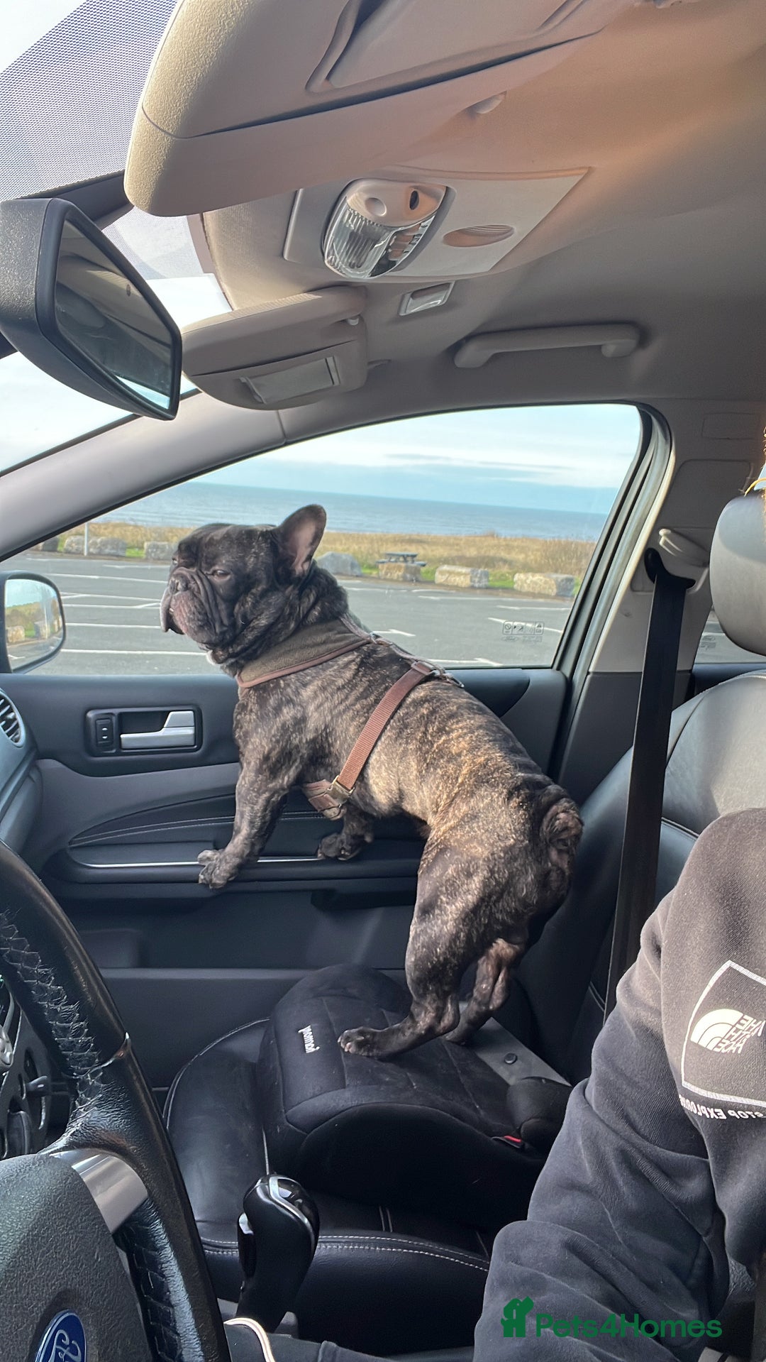French Bulldog dogs for sale: Urgent home needed for pet  - Advert 8