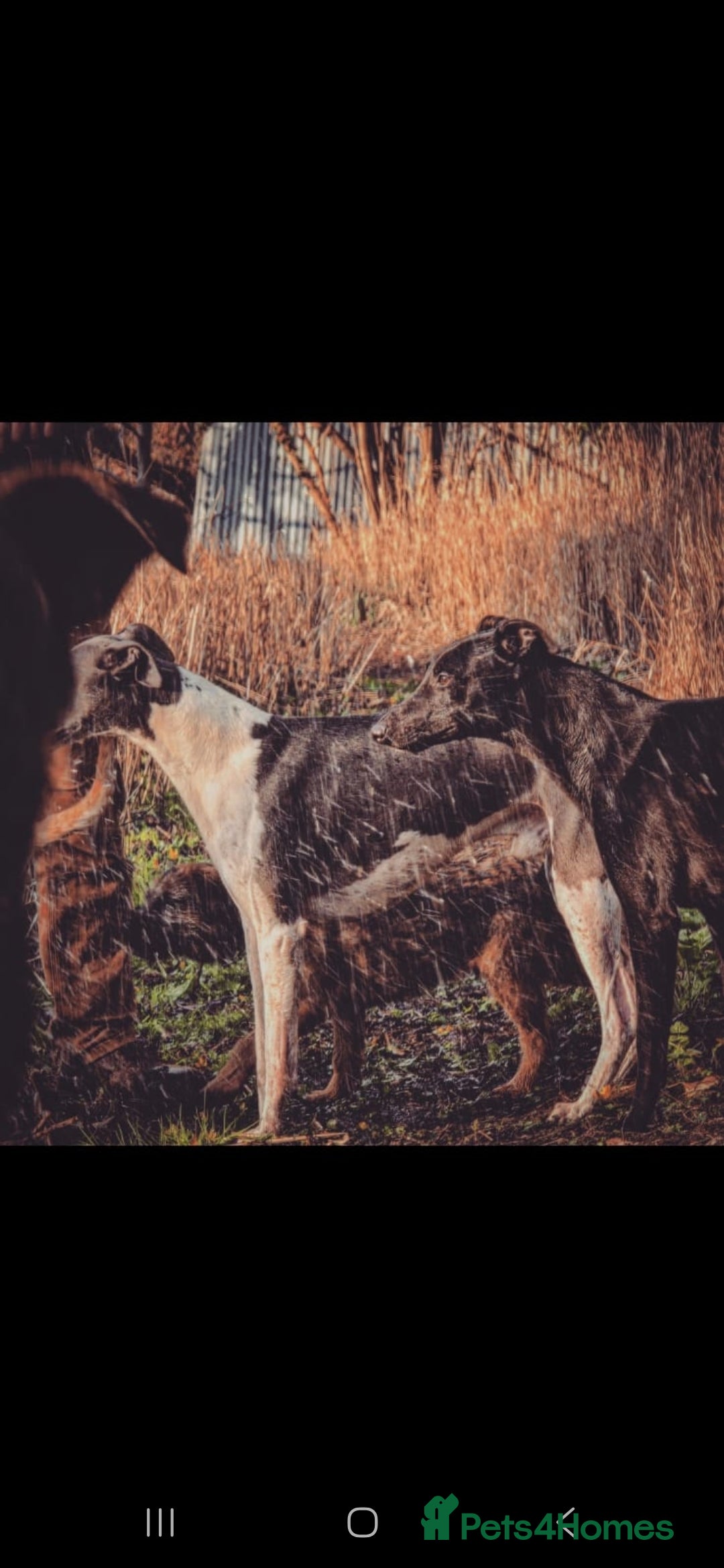 Whippet dogs for stud: Kc whippet stud - Advert 3