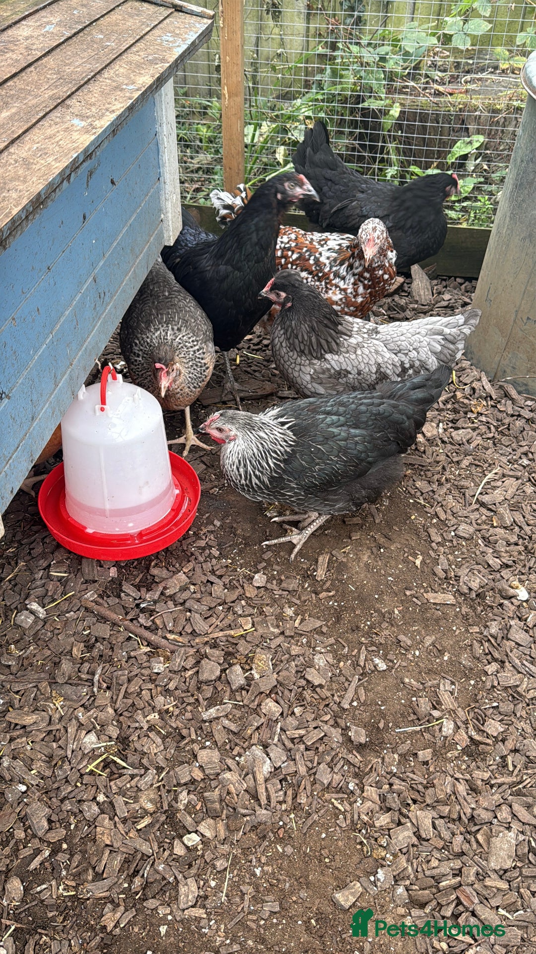 Mixed Breed birds for sale: Laying hens  - Advert 2