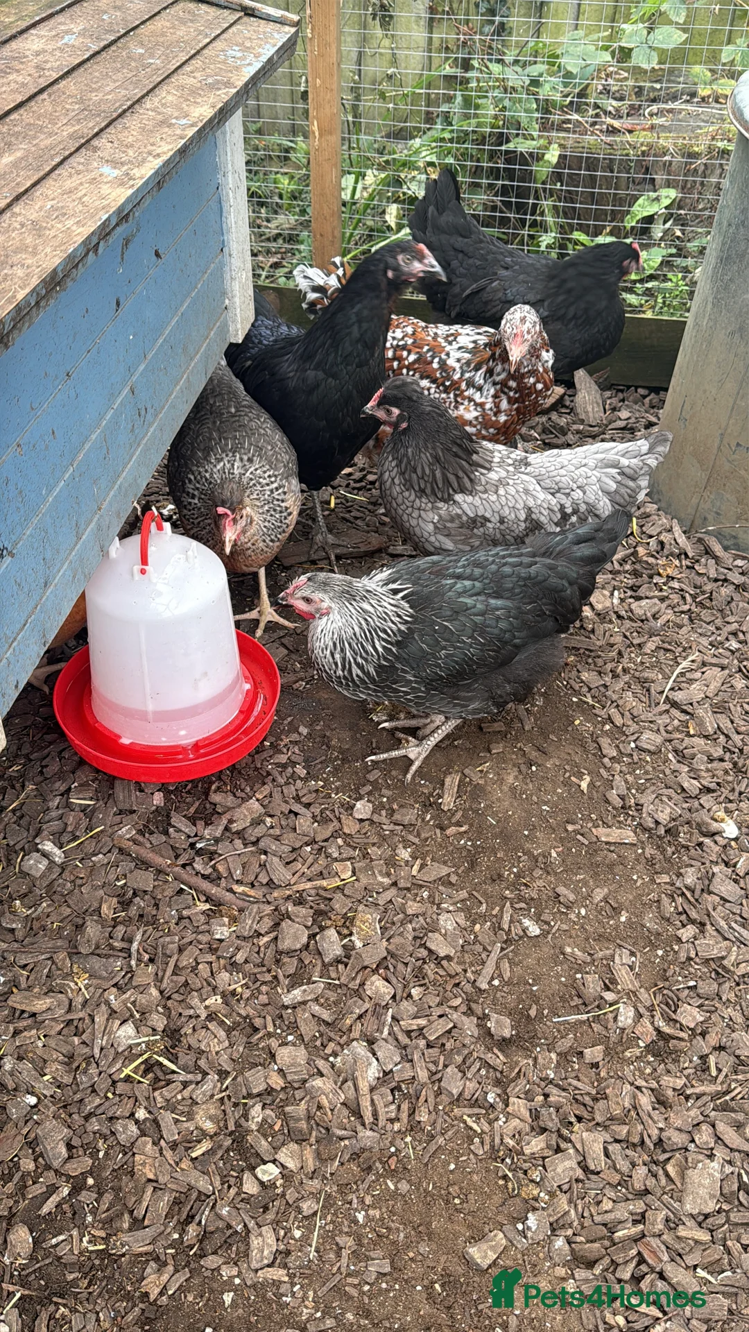 Mixed Breed birds for sale: Laying hens  - Advert 2