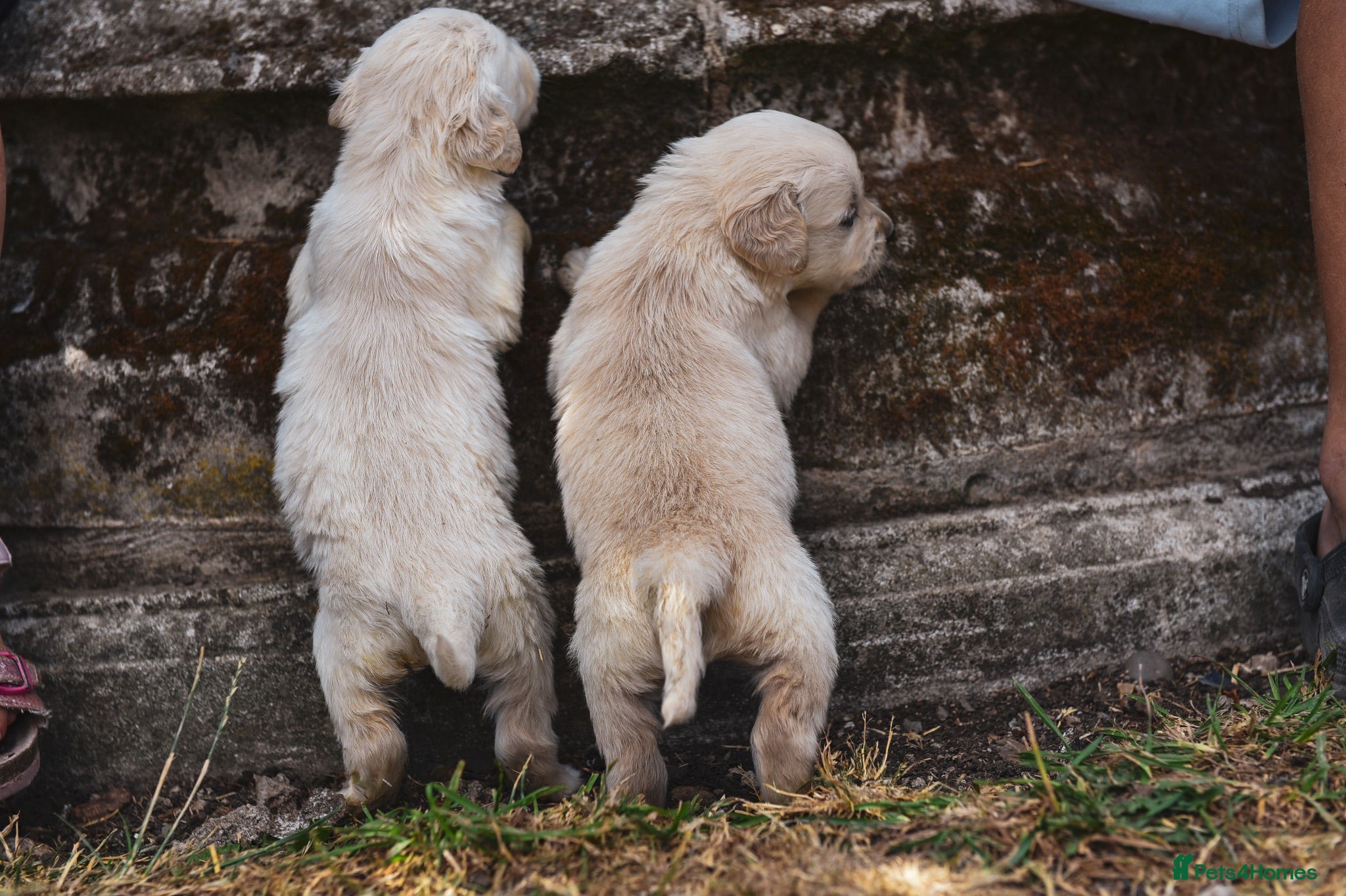 Golden Retriever dogs Beautiful Soft Gentle Golden Retrievers  - Advert 2