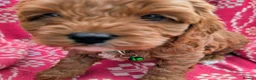 Cockapoo dogs for sale: ♥️ Gorgeous Deep Red F1b Miniature Cockapoo pups♥️ - Advert 4