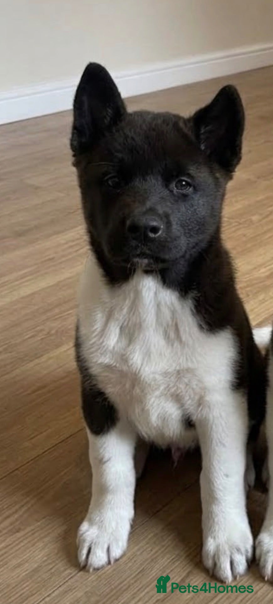 Akita dogs Black female, great temperament - Advert 1
