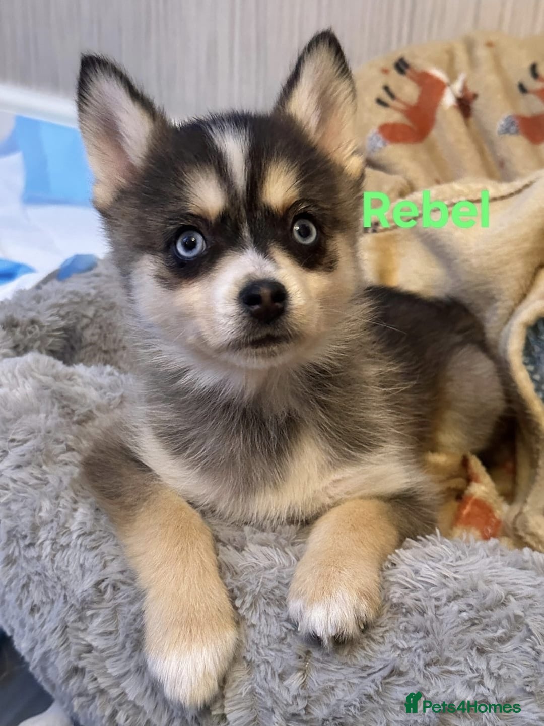 Pomsky dogs for sale: 3 Boys leftStunning Blue eyed F4 Pomsky pups - Advert 2