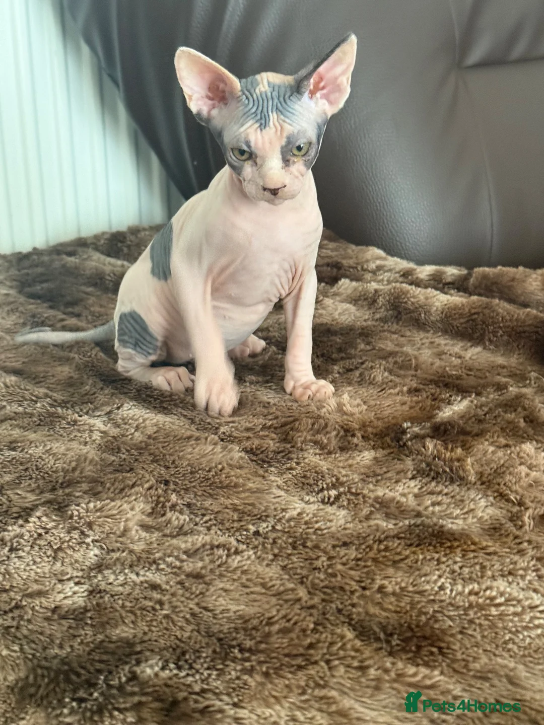 Sphynx cats for sale: sphynx kittens for sale - Advert 1