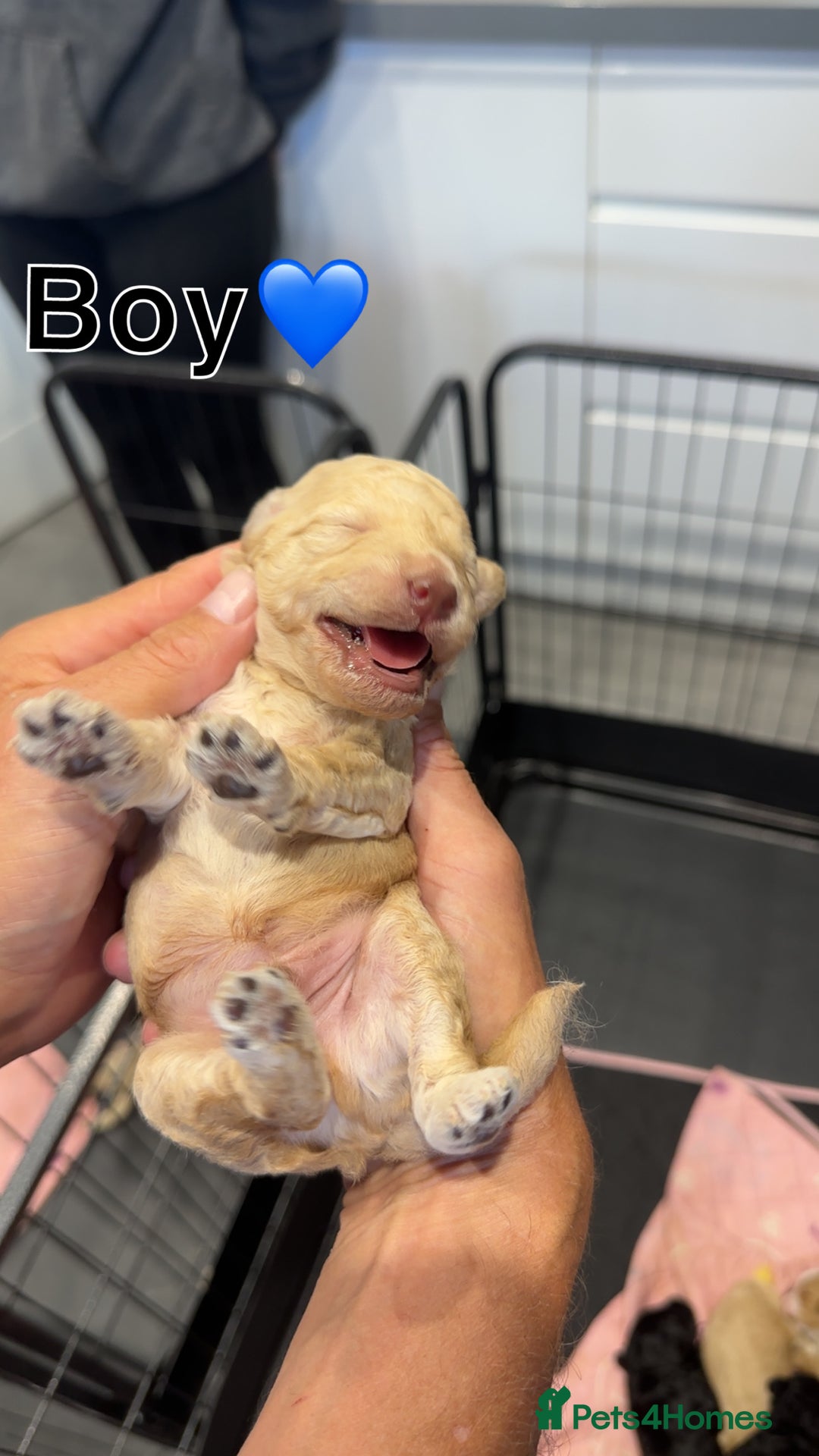 Cockapoo dogs for sale: F2 Cockapoo puppies - Image 4