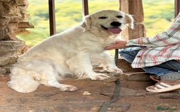 Golden Retriever dogs for sale: Beautiful girl looking for her forever home - Image 7